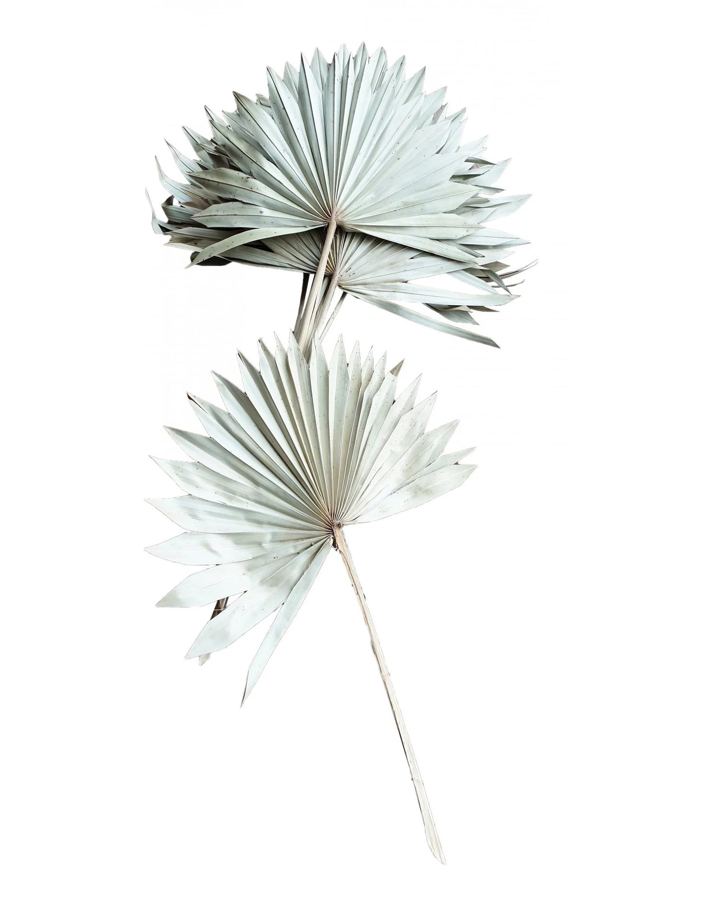 10 fehér pálmalevél 55 cm