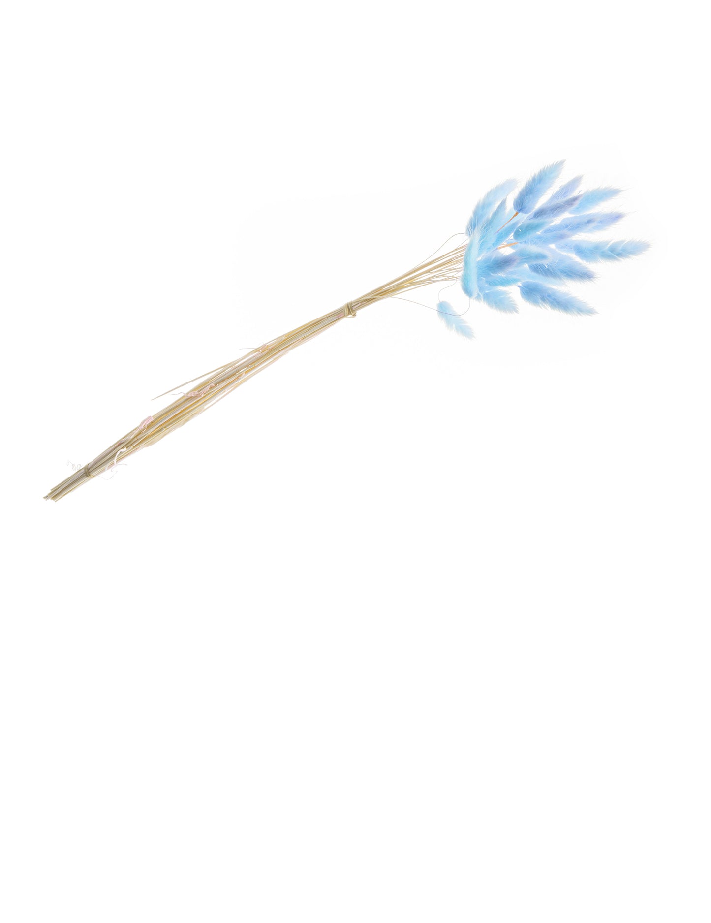 Pasztellkék lagurus csokor 50-60 cm, 25 szárított szár