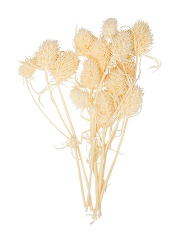 10 db kis szárított természetes bogáncs 8 cm