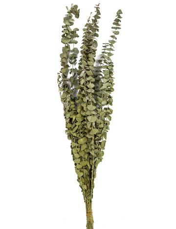 15 ága a szárított eukaliptusz 150 g 66 cm -es ága