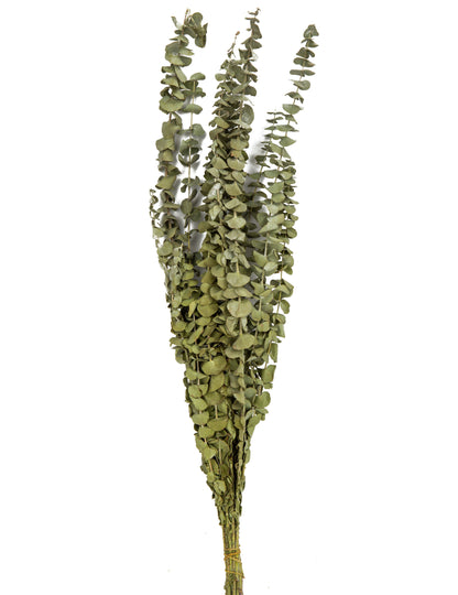 15 ága a szárított eukaliptusz 150 g 66 cm -es ága