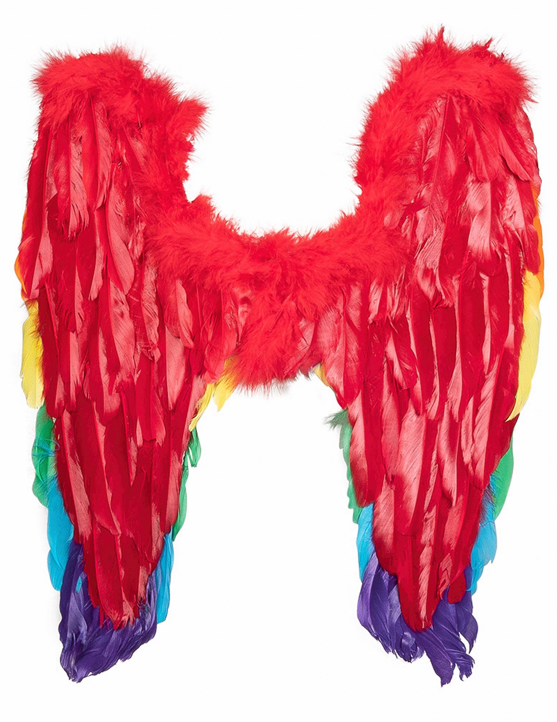 Vue de dos des ailes multicolores