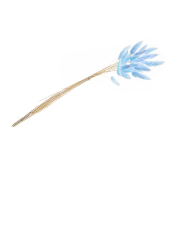 Pasztellkék lagurus csokor 50-60 cm, 25 szárított szár