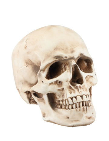 Gyanta koponya 21 cm