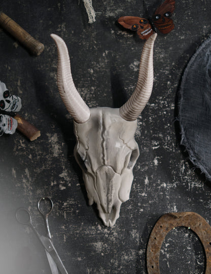 14 x 40 cm -es bivaly fej koponya