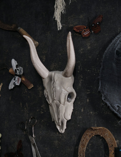 14 x 40 cm -es bivaly fej koponya