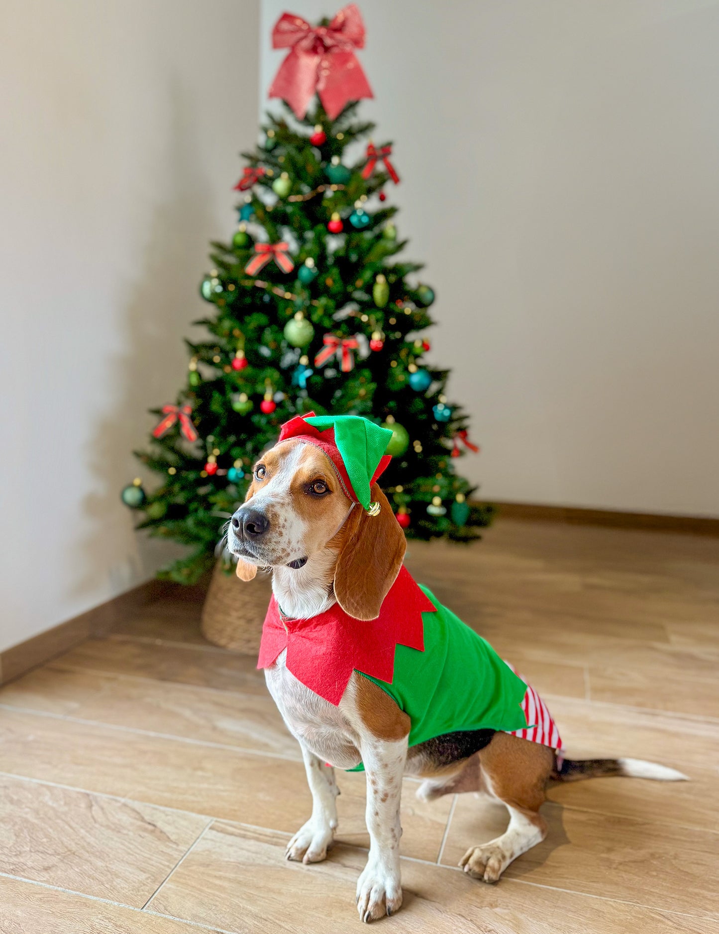 Karácsonyi manó jelmez kutyáknak