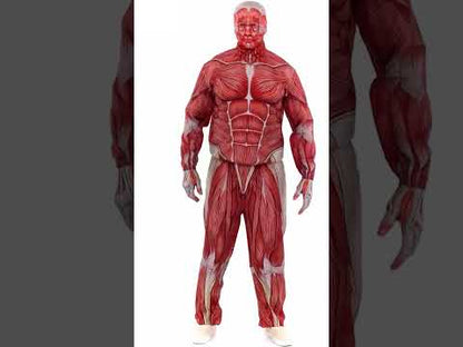 Teljes testű anatómiai felnőtt emberi jelmez