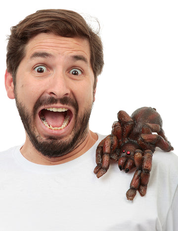 Felnőtt váll tarantula